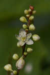 Fringed black bindweed